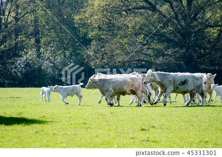 走在草甸的父母和孩子母牛 45331301