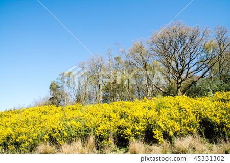 開花在清楚的天空下的黃色小花 開花在清楚的天空下的黃色小花 45331302