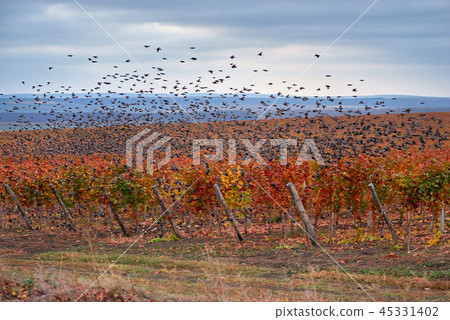 Flock of birds flying over the vineyard. Flock of birds flying over the vineyard. 45331402