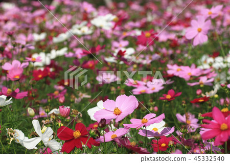 美麗的大波斯菊花海 45332540