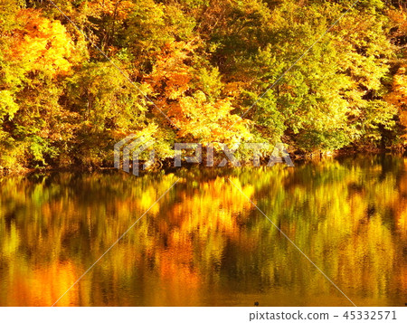Mountain maple shining in autumn sunset 45332571