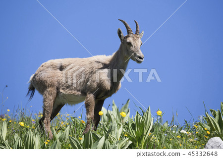 Female Alpine ibex (Capra ibex) Female Alpine ibex (Capra ibex) 45332648