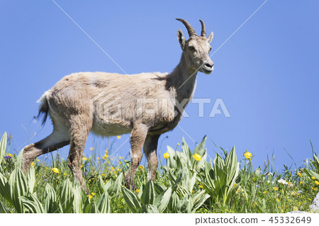 Female Alpine ibex (Capra ibex) Female Alpine ibex (Capra ibex) 45332649