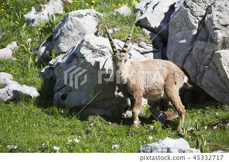 Male Alpine ibex (Capra ibex) Male Alpine ibex (Capra ibex) 45332717