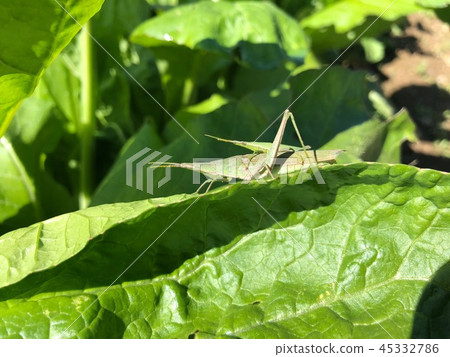 Atractomorpha lata 45332786