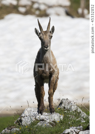 Female Alpine ibex (Capra ibex) Female Alpine ibex (Capra ibex) 45332852