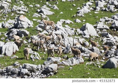 Alpine ibexes (Capra ibex) Alpine ibexes (Capra ibex) 45332873