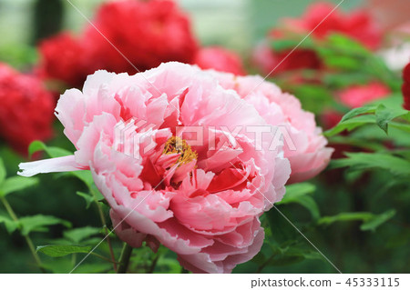 綻放的粉紅色牡丹花 45333115