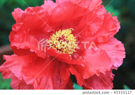 綻放的紅色牡丹花 綻放的紅色牡丹花 45333117