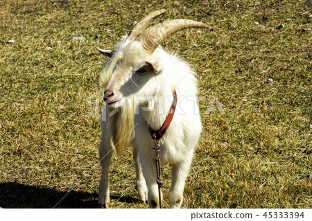 Goat Oyama spring water plateau 45333394