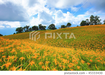 山丘上的金針花海 45333430