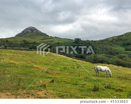 Diamon Hill and Connemara pony, Ireland. Diamon Hill and Connemara pony, Ireland. 45333683