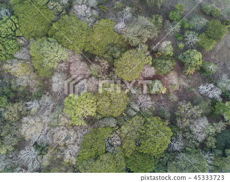 Nature forest background aerial view 45333723