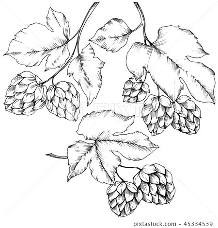 Vector. Black and white engraved humulus ink art. Isolated humulus illus 45334539