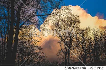 Trees in autumn with dutch sky Trees in autumn with dutch sky 45334944
