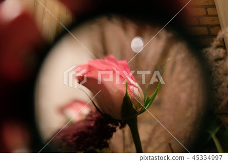 Close up of pink rose 45334997