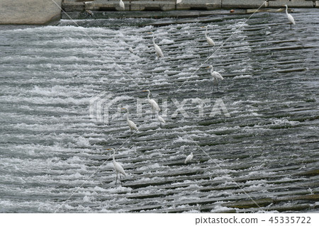 Herons, Herons, Fishing Grounds, Sabo Dams, Moats 45335722