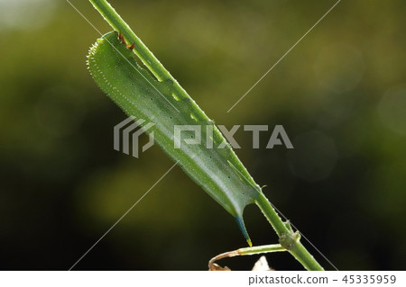 生物昆蟲它是一種百靈鳥。臀部塗成藍色和黃色 45335959