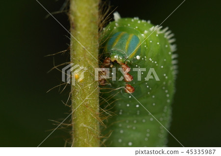 Creatures Insects It is a lark. The face is striped with the same color as the tail. Legs are reddish brown Creatures Insects It is a lark. The face is striped with the same color as the tail. Legs are reddish brown 45335987