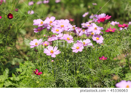 宇宙 - 矮人感覺 45336063