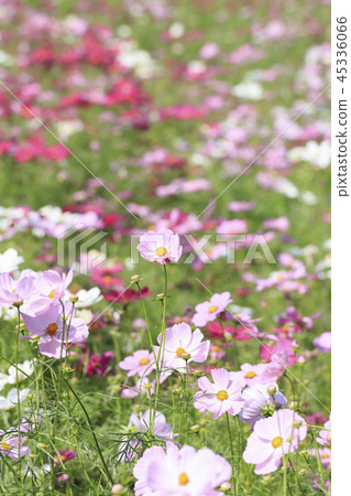 Cosmos - Dwarf Sensation 45336066