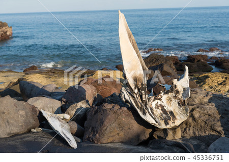 Whale bone 45336751