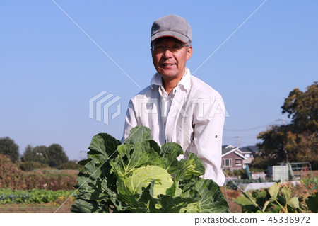 A man with harvested cabbage A man with harvested cabbage 45336972