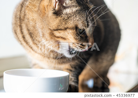 Cat food eating cat Cat food eating cat 45336977