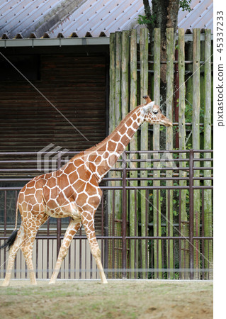 Reticulated giraffe 45337233
