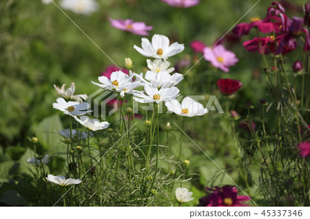 Cosmos-Dwarf Sensation Mix Cosmos-Dwarf Sensation Mix 45337346