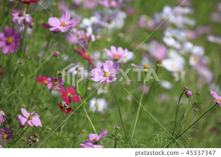Cosmos-Dwarf Sensation Mix Cosmos-Dwarf Sensation Mix 45337347