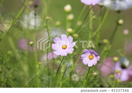 Cosmos-Dwarf Sensation Mix Cosmos-Dwarf Sensation Mix 45337348