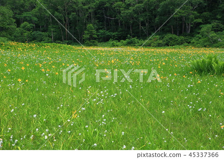 Nikkowige沒有Hana 45337366