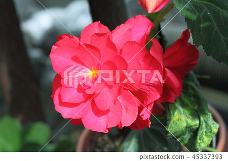 Hyogo Prefecture Flower Center Beconia Hyogo Prefecture Flower Center Beconia 45337393