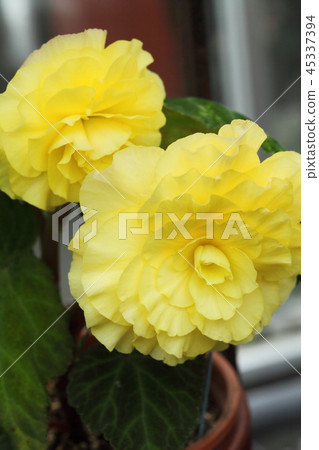 Hyogo Prefecture Flower Center Begonia Hyogo Prefecture Flower Center Begonia 45337394