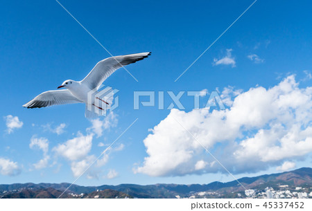 Seagull flying in the sky / Seabird image Seagull flying in the sky / Seabird image 45337452