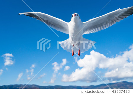Seagull flying in the sky / Seabird image Seagull flying in the sky / Seabird image 45337453