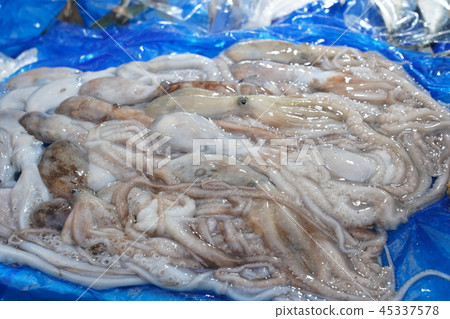 octopus octopus 45337578