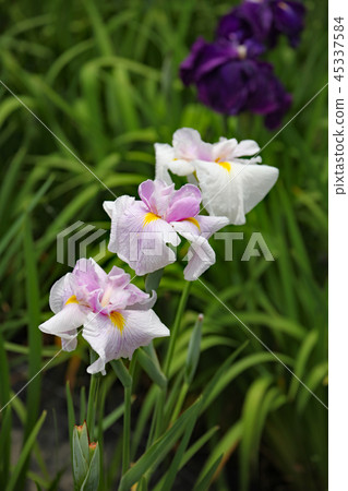 Hana shawab Hana shawab 45337584