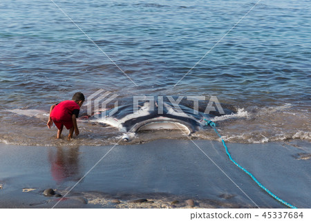 曼塔捕獲 曼塔捕獲 45337684