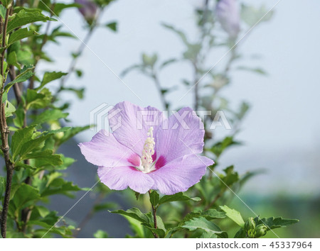 Bloom Bloom 45337964