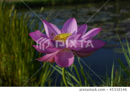 Bee and lotus flower Bee and lotus flower 45338146