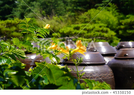 藍花楹和jangdokdae 45338150