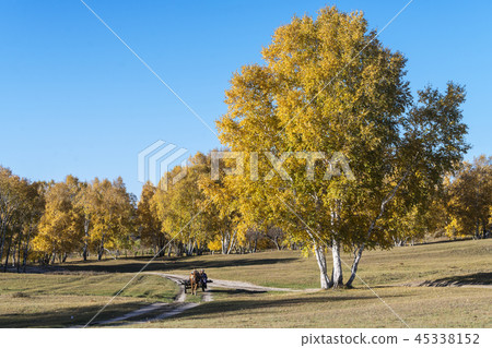 樺樹林 樺樹林 45338152