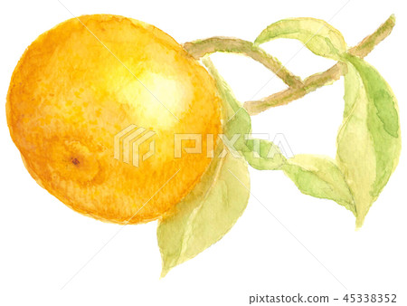 Branch with leaves lion yuzu watercolor Branch with leaves lion yuzu watercolor 45338352