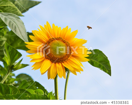 向日葵和蜜蜂 45338381