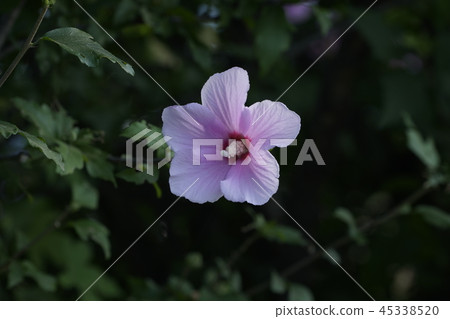 Mugunghwa花 Mugunghwa花 45338520