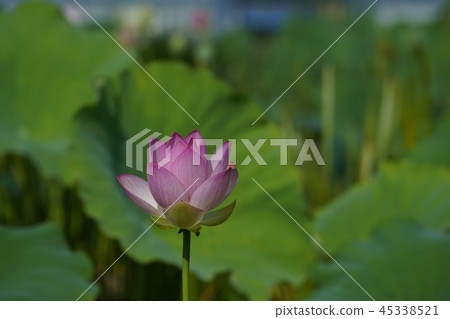 蓮花 蓮花 45338521