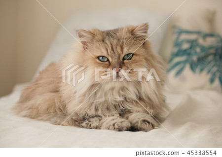 Persian cat 45338554