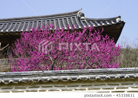 Bacterium Seowon's bacterium flower tree 45338631